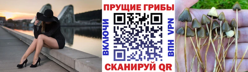 Купить  Ишим  Галлюциногенные грибы Psilocybine cubensis 